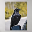 Zoek naar crow raven kunst Vogel