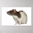 Zoek naar ratten posters Fancy