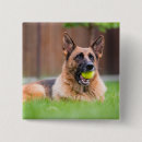 Zoek naar duitse herder buttons Schatje