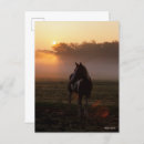 Zoek naar zonsopgang briefkaarten Paard