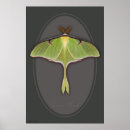 Zoek naar moth kunst Natuur