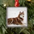 Zoek naar siberian husky ornamenten Hond