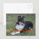 Zoek naar sheepdog briefkaarten Schuilplaats
