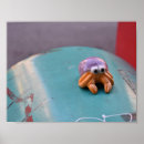 Zoek naar zeevruchten posters Fotografie