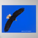 Zoek naar adelaars posters Natuur