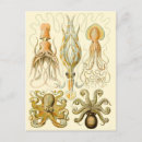 Zoek naar vintage octopus briefkaarten Octopi