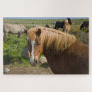 Zoek naar ijslands paard puzzels Danita delimont