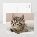 Zoek naar affiche briefkaarten Voor iedereen