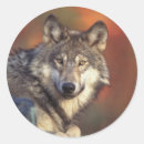 Zoek naar grijze wolf stickers Canis lupus