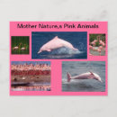 Zoek naar dolfijnen briefkaarten Elk persoon