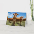 Zoek naar cow kaarten Livestock