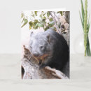 Zoek naar wombat kaarten Buideldieren
