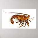 Zoek naar lobster kunst Schaal en schelpdieren