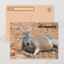 Zoek naar kangoeroe x briefkaarten Kangaroo