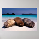 Zoek naar leeuwen posters Zee