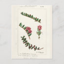 Zoek naar amerikaans briefkaarten Bloemen