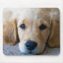 Zoek naar puppy muismatten Fotografie