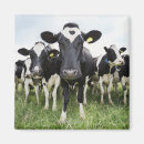 Zoek naar koeien magneten Humor