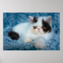 Zoek naar babydieren posters Huisdier