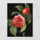 Zoek naar pierre joseph redoute briefkaarten Granger archive