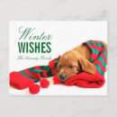 Zoek naar witte hond briefkaarten Rood