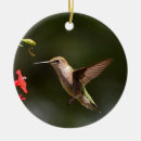 Zoek naar kolibrie fotografie Hummer