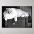 Zoek naar luie dag posters Kat