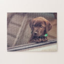 Zoek naar labradors puzzels Puppy