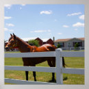 Zoek naar paardenfoto posters Foto's