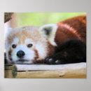 Zoek naar bedreigde dieren posters Schattig