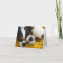 Zoek naar cavalier king charles spaniel kaarten Ruiter