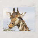 Zoek naar kruger briefkaarten Buiten