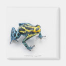 Zoek naar reptielen magneten Schelpen