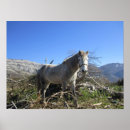 Zoek naar portret posters Paard