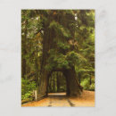 Zoek naar sequoia briefkaarten Californië