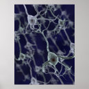 Zoek naar neuronen posters Hersenen