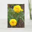 Zoek naar marigolds kaarten Geel