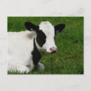 Zoek naar holstein briefkaarten Boerderij