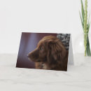 Zoek naar nova scotia duck tolling retriever kaarten Puppy
