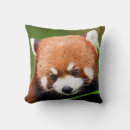 Zoek naar rode panda kussens Panda's
