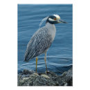 Zoek naar reigers posters Voor haar