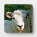 Zoek naar lammeren fotoplaat Schapen