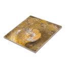 Zoek naar fossielen tegels Gesteente