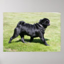 Zoek naar black pug kunst Mops