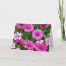 Zoek naar geraniums kaarten Planten