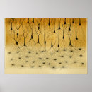Zoek naar neuron kunst Anatomy