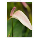 Zoek naar anthuriums briefkaarten Roze