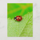 Zoek naar ladybird briefkaarten Verticaal