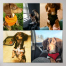 Zoek naar schor kunst Puppy