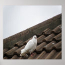 Zoek naar rotsduif Foto
